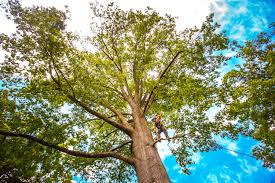 Best Organic Lawn Care Solutions  in Thomaston, NY