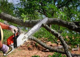 Best Lawn Pest Prevention  in Thomaston, NY