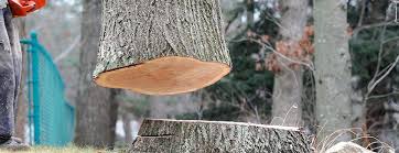 Best Utility Line Clearance  in Thomaston, NY