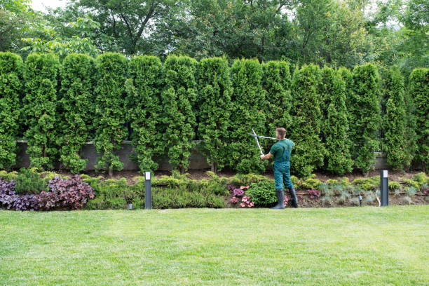 Best Tree and Shrub Care  in Thomaston, NY