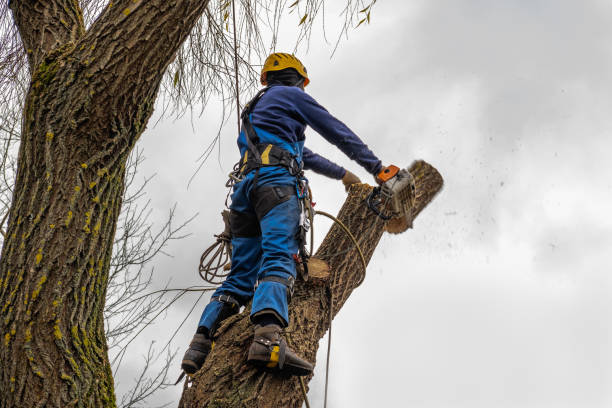Best Mulching Services  in Thomaston, NY