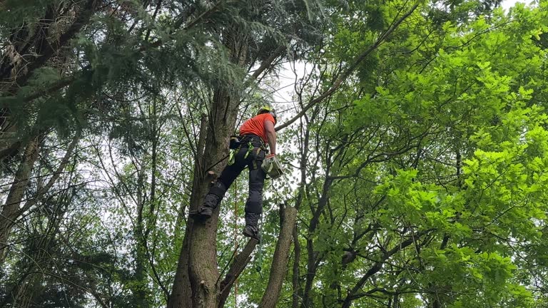 Best Commercial Tree Services  in Thomaston, NY