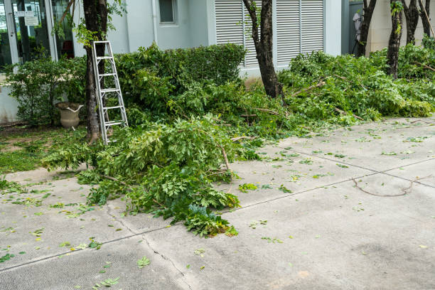 How Our Tree Care Process Works  in  Thomaston, NY