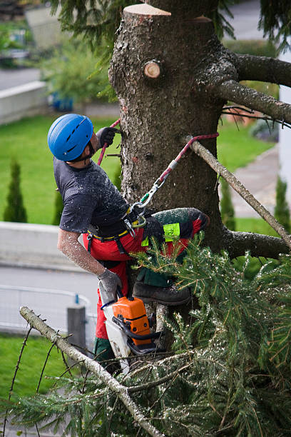 Best Hazardous Tree Removal  in Thomaston, NY