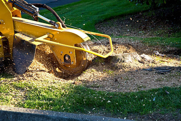 Best Arborist Consultation Services  in Thomaston, NY