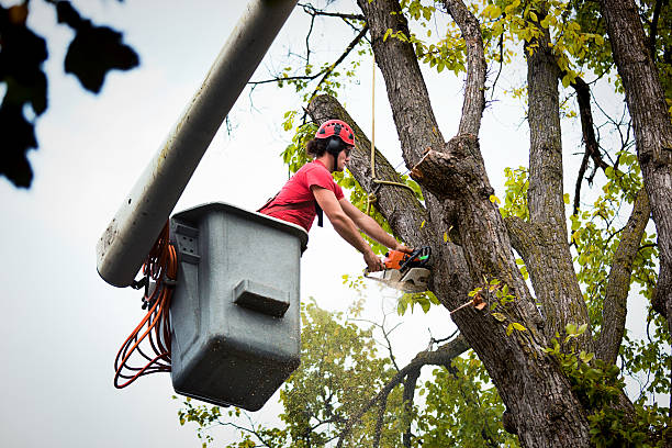 Best Seasonal Cleanup (Spring/Fall)  in Thomaston, NY