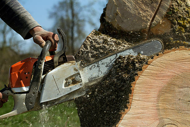 Best Tree Maintenance Programs  in Thomaston, NY